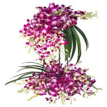 With many numerous historical significances of Orchids, we give weightage to its attribute of being the most popular ornamental flower as we decorate them and place them in an arrangement that will mesmerize you. An arrangement replete with Orchids that is 3 feet tall and has lovely long greens attached to it to make it further endearing. Buy this for an exceptional occasion to make the heads turn as you carry this to the aisle for the couple!