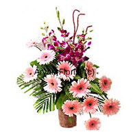 Orchids and gerberas together in a basket of flowers is just like a man and woman marrying each other for nothing but love. Yes! this is as perfect as a relationship of a man and a woman who are together for love. To show that you are sorry, or to improvise on your relationship, go ahead and order this basket full of beautiful orchids and gerberas that evince the blend of passionate love and comprehensive understanding.