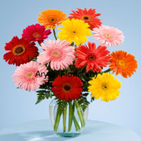 There is no one emotion that you feel for a loved one, so to emote well comprehensively, this blend of colors in gerberas are created for you that comes in a glass vase, representing the transparency in your relationship. Gift these assorted gerberas to your mother, father, daughter, son, wife, husband or even your friends to tell them that what you feel for them is much more than love. Place your order now!