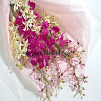 Gather the magentas, bring in the pinks and throw in the whites, this bunch of orchids forms are great party. Enhanced with the green of fresh leaves and extra long stems, this arrangement is an easy choice for gifting for all occasions. The bouquet comes wrapped in fine paper to add to the look. Light weight and easy to carry, it's also efortless to display in the house. Keep it easy, keep it elegant.