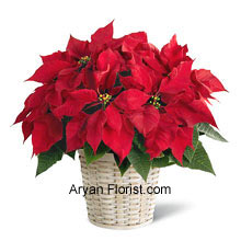 Poinsettias in a basket are a delight on Christmas Season that augments the love and care indicating the presence of divine power. The divinity of these flowers in a basket is the perfect way to show the spirit of celebration and add to the mirth. The long-lasting poinsettias show the star of Bethlehem and pave the way towards divinity and purity. Place your order for this and see the magic of these flowers. (Please Note That We Reserve the Right to Substitute any Product with a Suitable Product of Equal Value in Case of Non-Availability of a Certain Product)