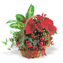 Just the glance of Poinsettia on this festive occasion of Christmas is indicative of your good spirits. This ready to buy mini Poinsettia gives you the chance to bring this to your home. This comes along with pine cones and is indeed the star of the Bethlehem, showing you the way towards the almighty. The red color of the leaves represent the omnipresence warmth of God and its existence, which will further ignite your festive zeal. (Please Note That We Reserve the Right to Substitute any Product with a Suitable Product of Equal Value in Case of Non-Availability of a Certain Product)