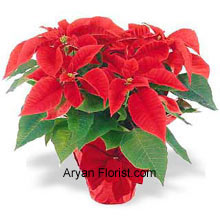 Poinsettias are the best way to celebrate this holiday season! These lovely flowers indicate the start of the Bethlehem and hence preserve the sanctity of passion for the Christ. As a gift idea for someone you care, or for yourself, this is an ideal gift to be bought on Christmas because of its significance and vitality that is associated with Jesus. (Please Note That We Reserve the Right to Substitute any Product with a Suitable Product of Equal Value in Case of Non-Availability of a Certain Product)