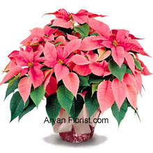 An easy to choose, as a gift, the poinsettias are everyone's favorite in the holiday season. So if you are thinking what to present this Christmas, then these sacred poinsettias are your answer! This bunch comes with a vase and the arrangement is adorned with green leaves, that is in contrast with the amazing roseate colored flowers that are long-lasting and a good buy for any one, from office to friends and family. (Please Note That We Reserve the Right to Substitute any Product with a Suitable Product of Equal Value in Case of Non-Availability of a Certain Product)