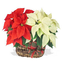 This a basket filled with two tone flowers that will ignite the flame for this holiday season and will enhance your enthusiasm for the festivals. To keep the zeal burning, buy this lovely red poinsettia that will come with yet another color of white, pink or another favorite! This one will indeed be one of the most preferred choices for this holiday season as it brings the piousness of the flowers as a gift into your loving abode! (Please Note That We Reserve the Right to Substitute any Product with a Suitable Product of Equal Value in Case of Non-Availability of a Certain Product)