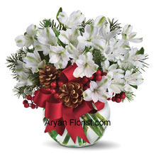 Perfectly white alstroemeria blossoms come to you arranged in a vase! This is further adorned with holiday trim and lovely ornamental dahlia that will make you buy this. With affection and love buy this white color arrangement and spread peace which is symbolic of love and respect. The festive spirit will be maintained with the lovely crimson colored ribbon that adorns the entire arrangement and looks very pleasing. Place your order now and see the magic of whites! (Please Note That We Reserve the Right to Substitute any Product with a Suitable Product of Equal Value in Case of Non-Availability of a Certain Product)